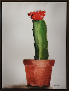 Cactus in Bloom