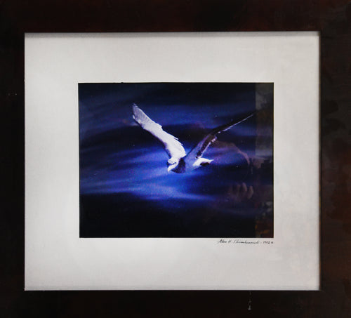 Moonlit Flight