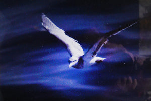 Moonlit Flight