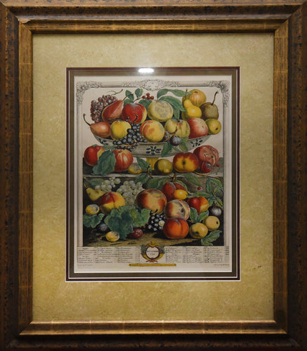 A September Harvest: Botanical Etching, circa 1732