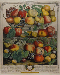 A September Harvest: Botanical Etching, circa 1732