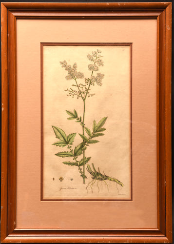 Botanical Study: Meadowsweet
