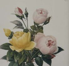 Load image into Gallery viewer, Rosa gallica and Rosa de Bengal