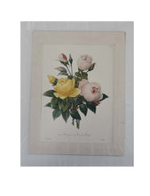 Load image into Gallery viewer, Rosa gallica and Rosa de Bengal