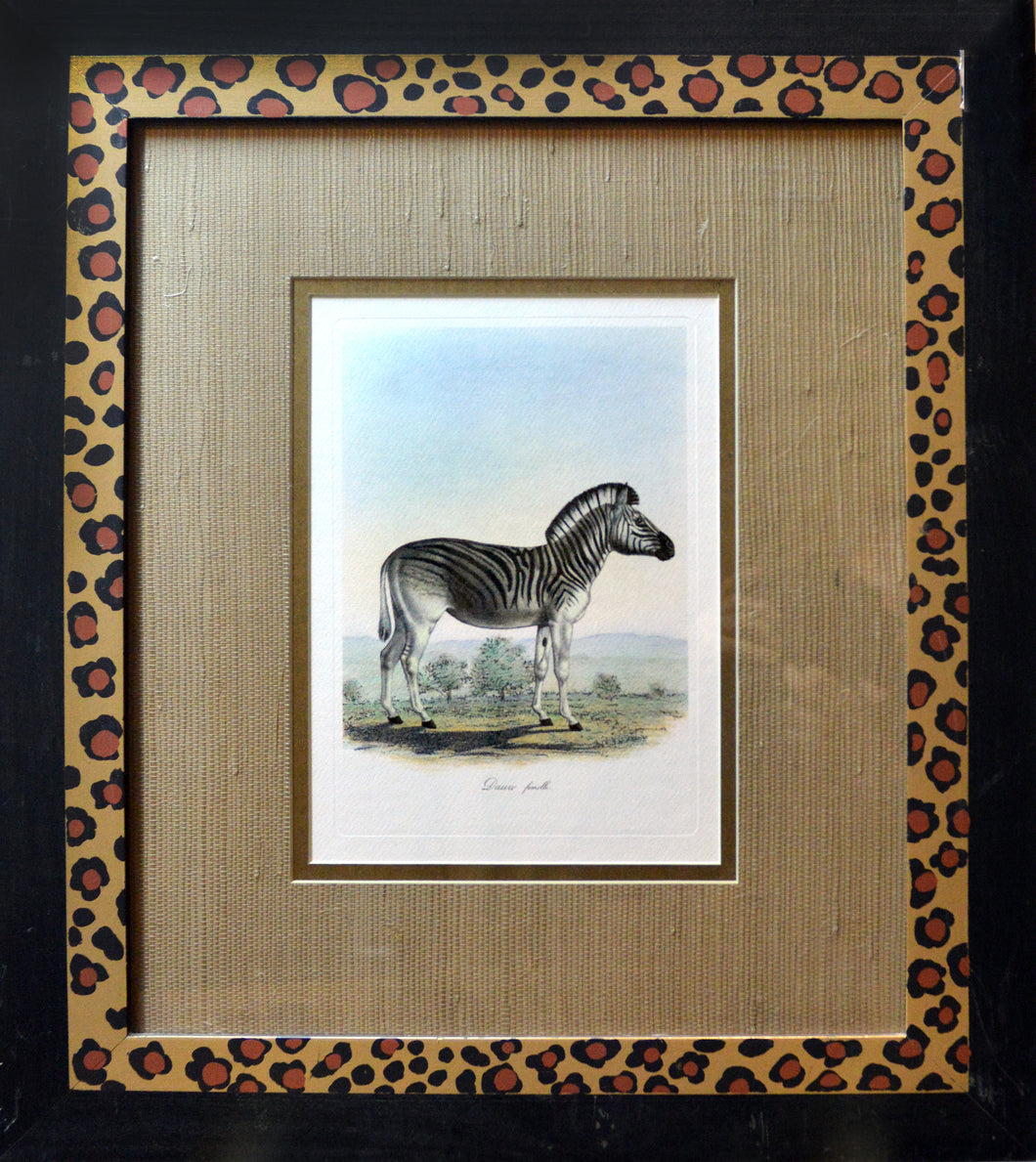 Zebra