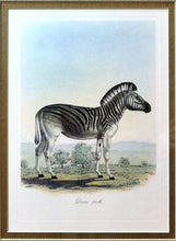 Load image into Gallery viewer, Zebra