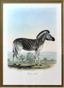 Zebra