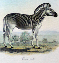 Load image into Gallery viewer, Zebra