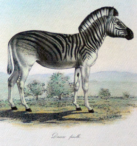 Zebra