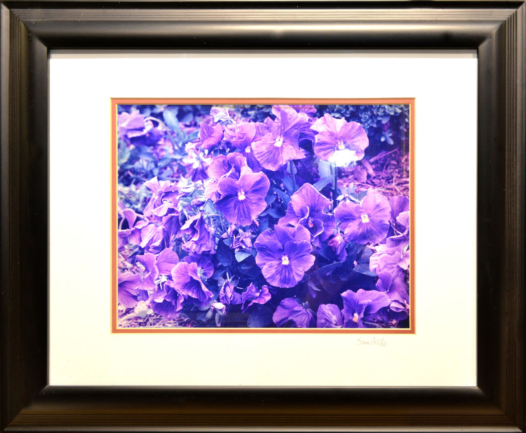 Purple Flower Photo