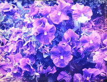 Load image into Gallery viewer, Purple Flower Photo