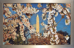 Washington DC Cherry Blossom