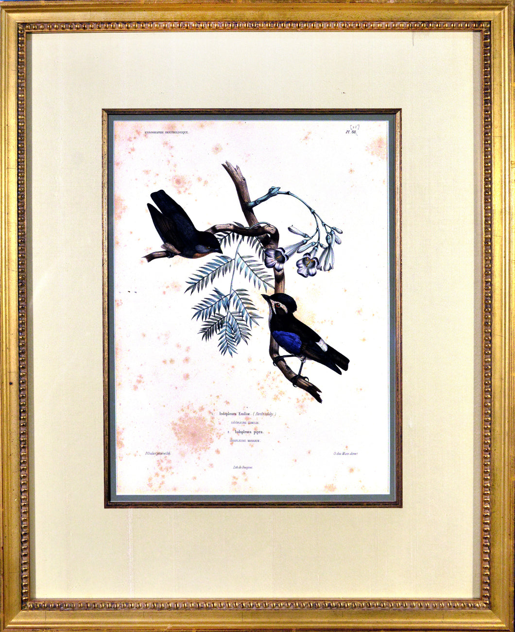 Two birds on branch