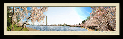 The Washington Cherry Blossom