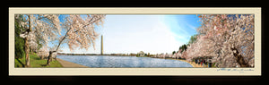 The Washington Cherry Blossom