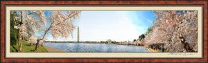 The Washington Cherry Blossom