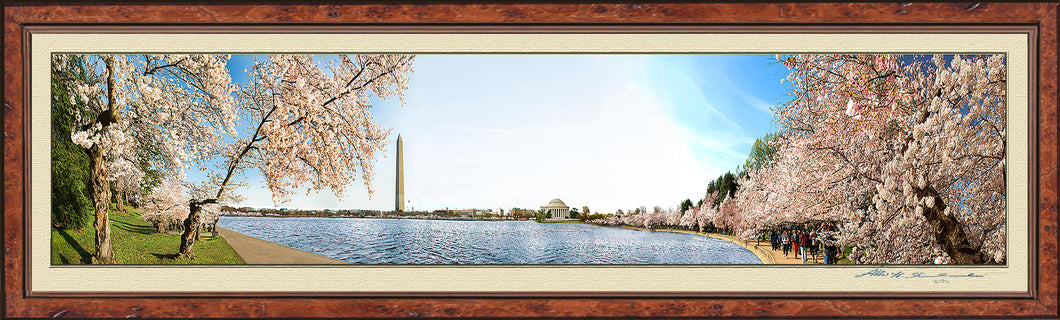 The Washington Cherry Blossom