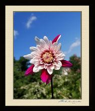 Load image into Gallery viewer, Smiling Dhalia