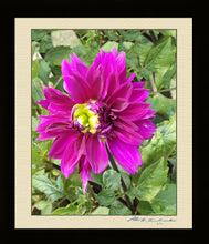 Load image into Gallery viewer, The Pink Dahlia