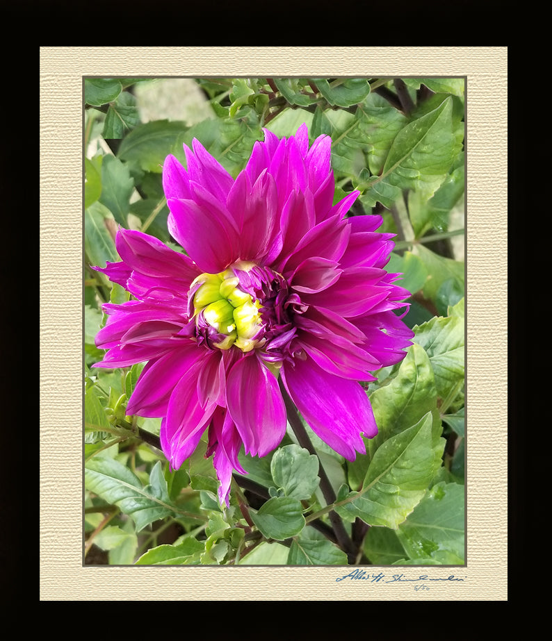 The Pink Dahlia