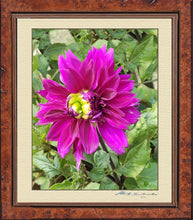 Load image into Gallery viewer, The Pink Dahlia