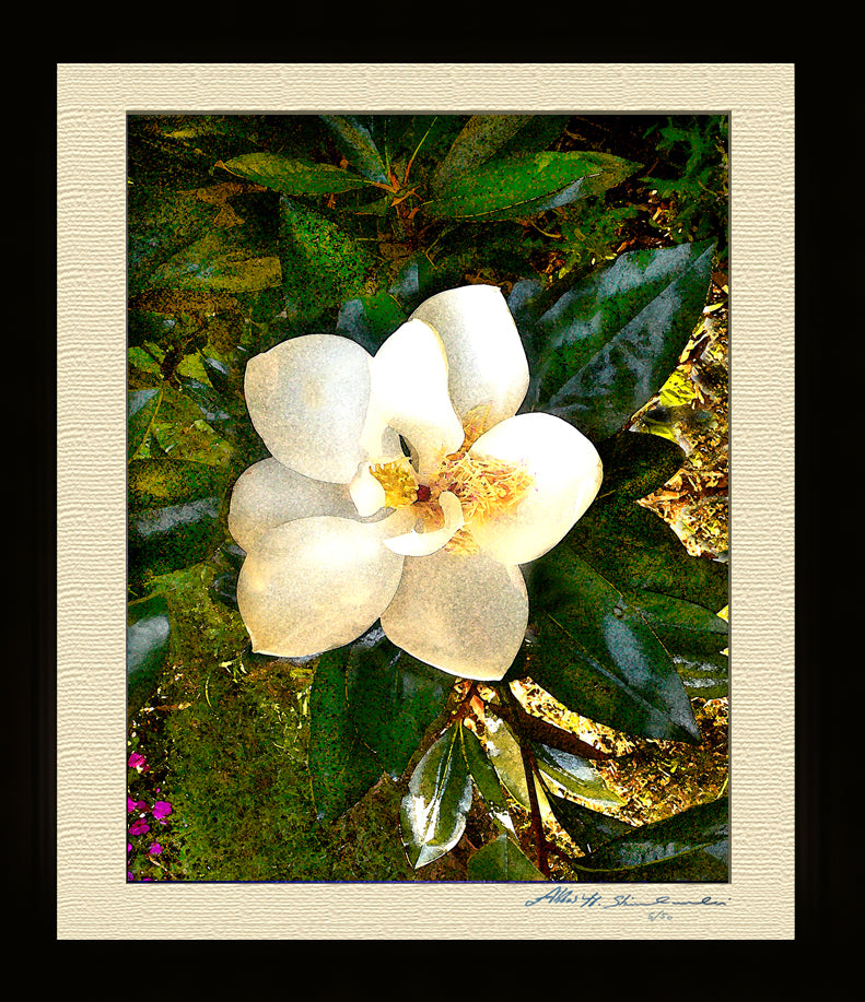 The Smiling Magnolia