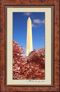 The Washington Monument During Cherry Blossom Festival
