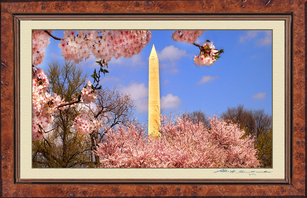 The Washington D.C. Cherry Blossom