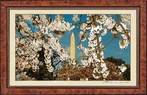 The Washington D.C. Cherry Blossom