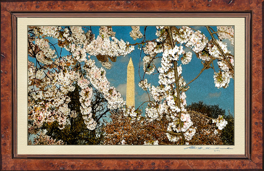 The Washington D.C. Cherry Blossom