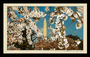 The Washington D.C. Cherry Blossom