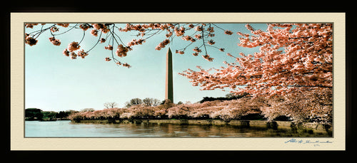 Photo of the Washington D.C. Cherry Blossom