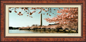 Photo of the Washington D.C. Cherry Blossom